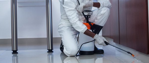 شركة مكافحة حشرات في الشارقة