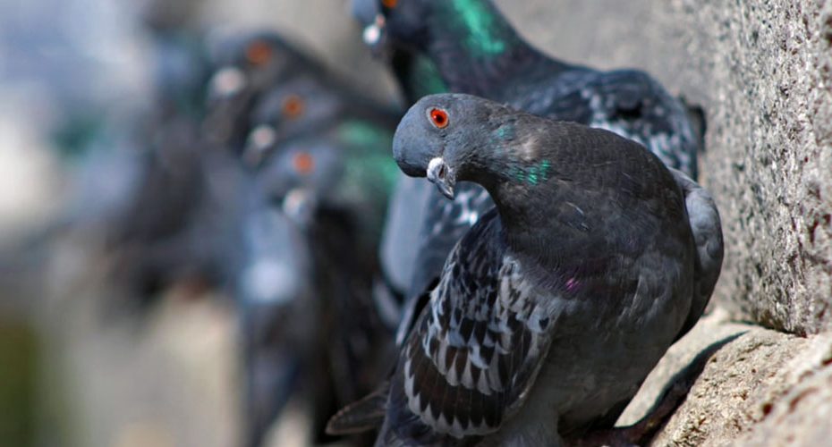 شركة مكافحة الحمام خورفكان