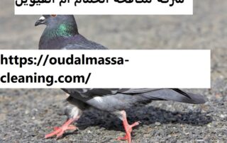 شركة مكافحة الحمام ام القيوين