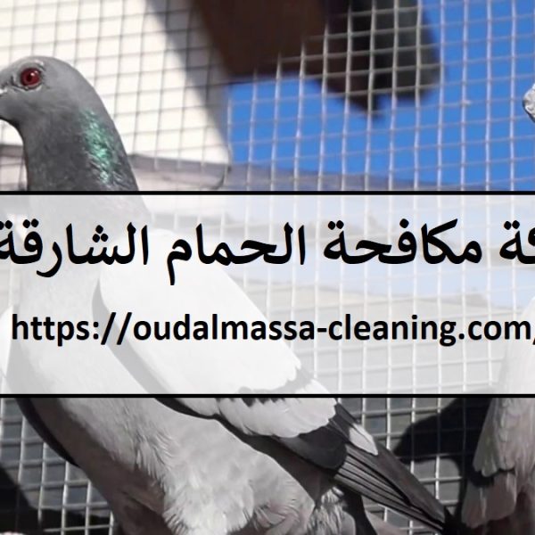 شركة مكافحة الحمام الشارقة