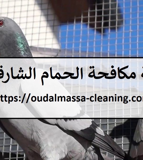 شركة مكافحة الحمام الشارقة