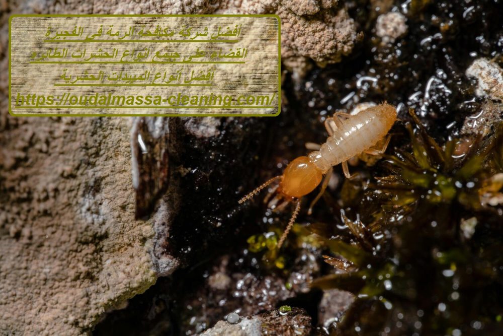 أفضل شركة مكافحة الرمة في الفجيرة