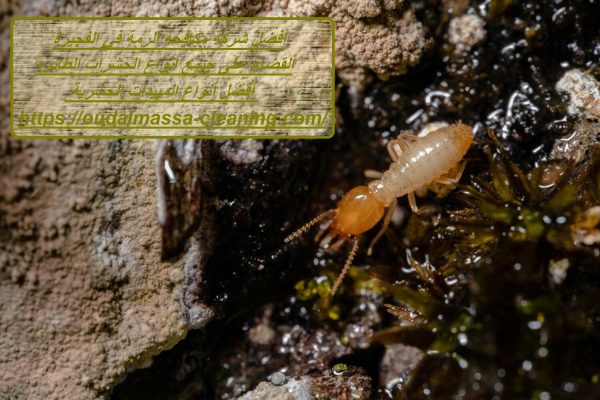 أفضل شركة مكافحة الرمة في الفجيرة