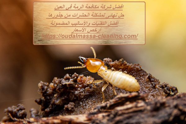 افضل شركة مكافحة الرمة في العين