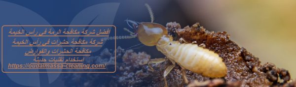 افضل شركة مكافحة الرمة في رأس الخيمة