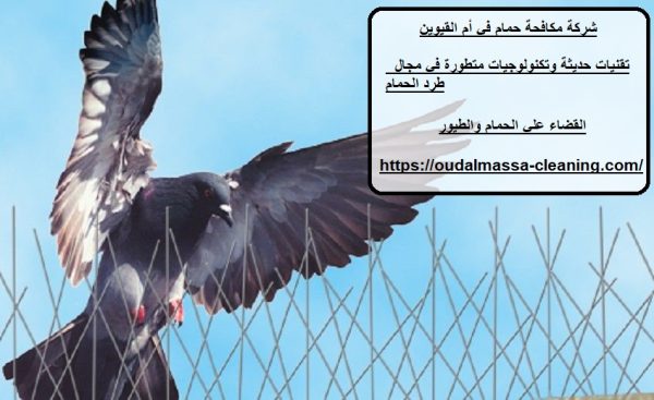 شركة مكافحة حمام في أم القيوين