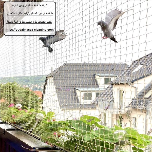 شركة مكافحة حمام في رأس الخيمة