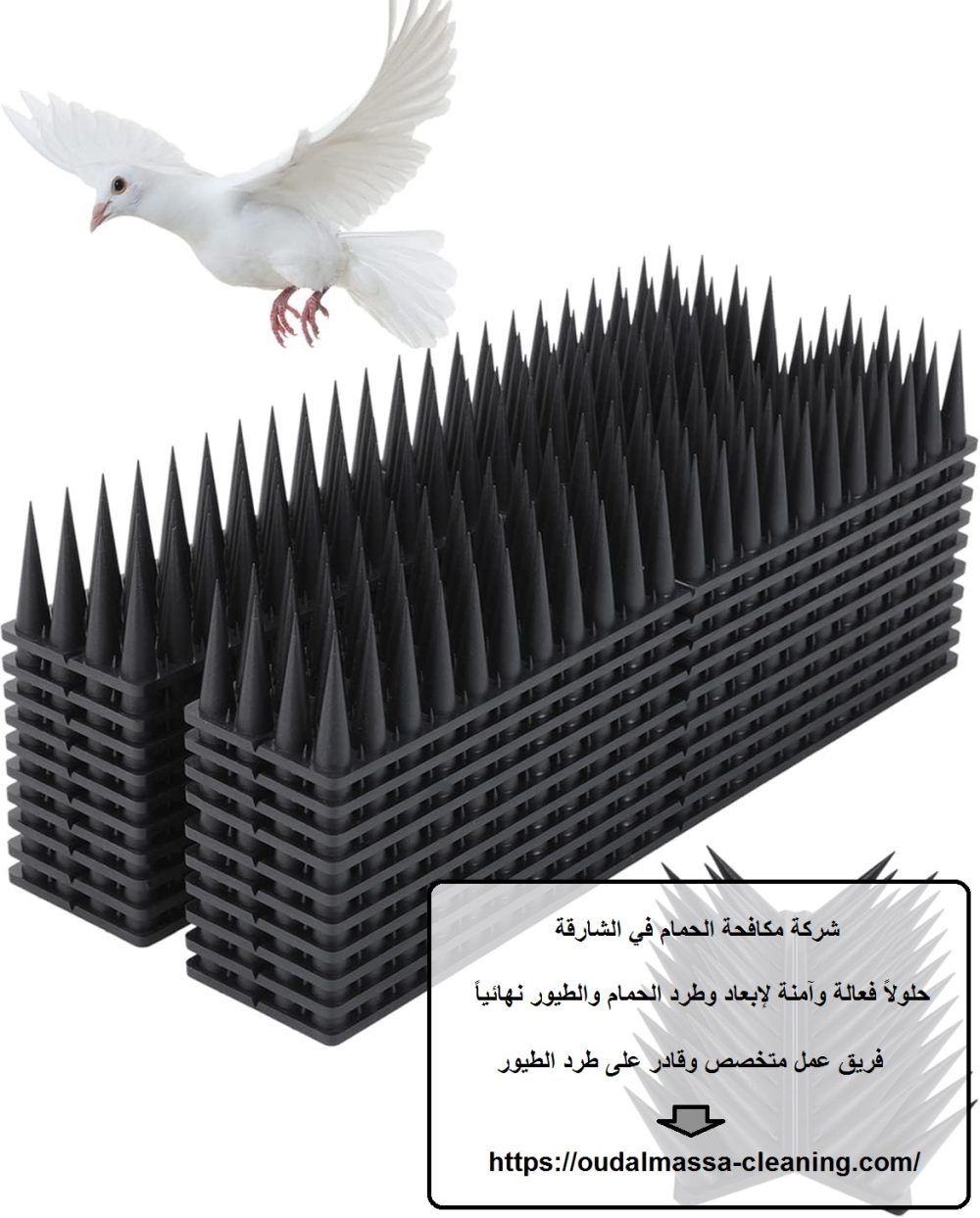 شركة مكافحة الحمام في الشارقة