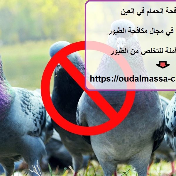 شركة مكافحة الحمام في العين