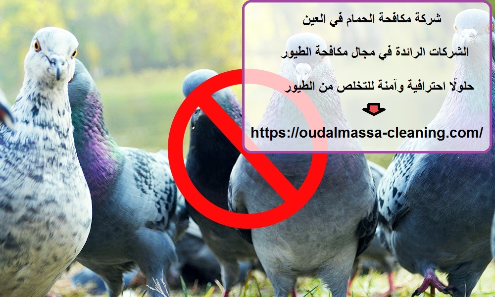 شركة مكافحة الحمام في العين