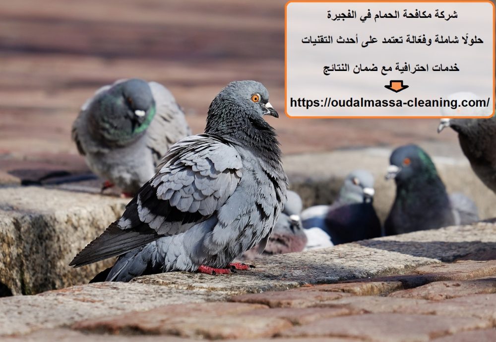 شركة مكافحة الحمام في الفجيرة