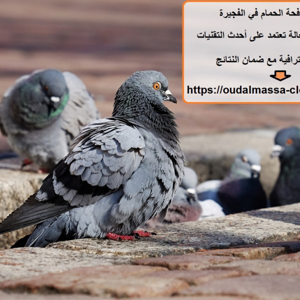 شركة مكافحة الحمام في الفجيرة