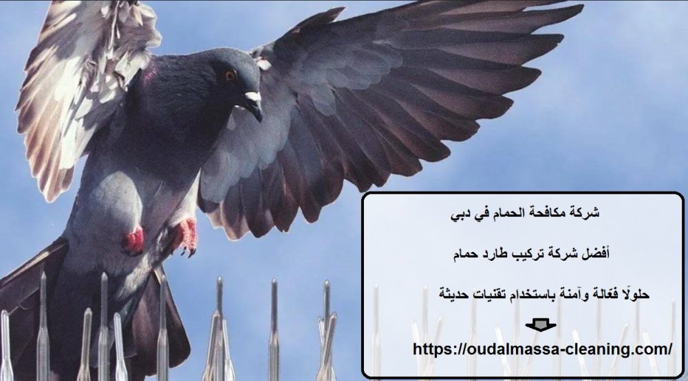 شركة مكافحة الحمام في دبي