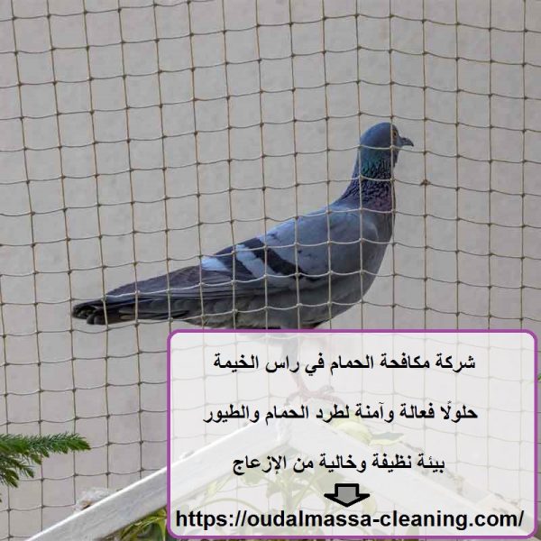 شركة مكافحة الحمام في راس الخيمة