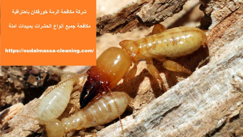 شركة مكافحة الرمة خورفكان