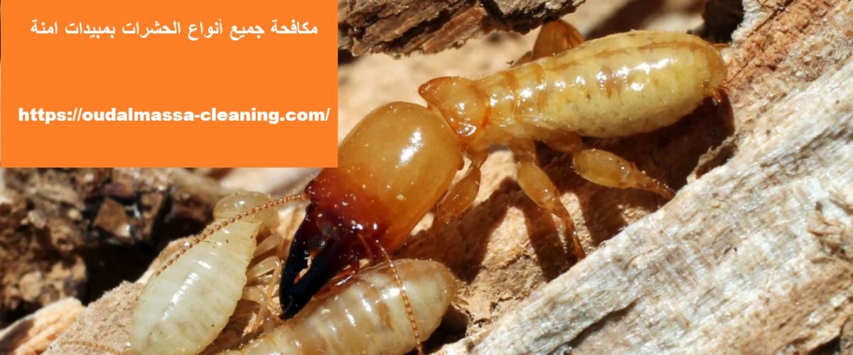 شركة مكافحة الرمة خورفكان شركة مكافحة الرمة خورفكان