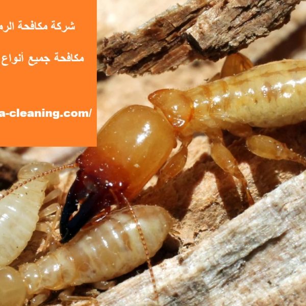 شركة مكافحة الرمة خورفكان