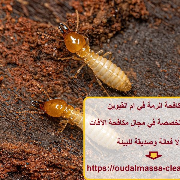 شركة مكافحة الرمة في ام القيوين