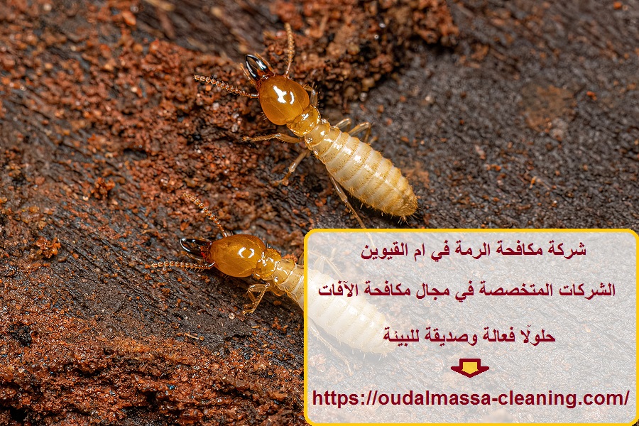 شركة مكافحة الرمة في ام القيوين