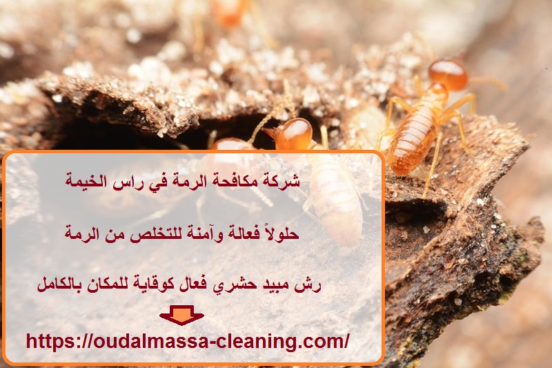 شركة مكافحة الرمة في راس الخيمة