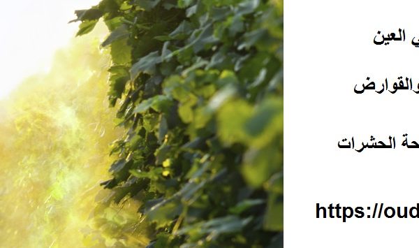 شركة مكافحة حشرات في العين