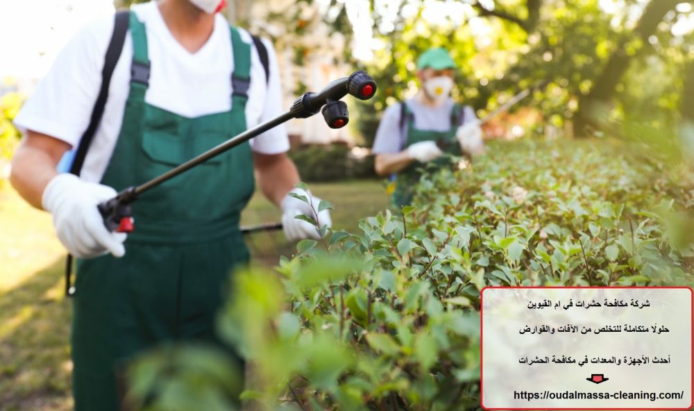 شركة مكافحة حشرات في ام القيوين