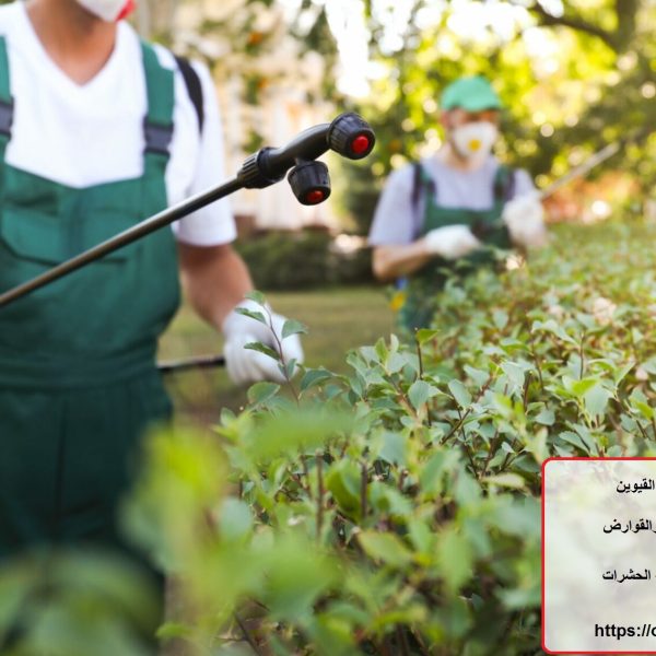 شركة مكافحة حشرات في ام القيوين
