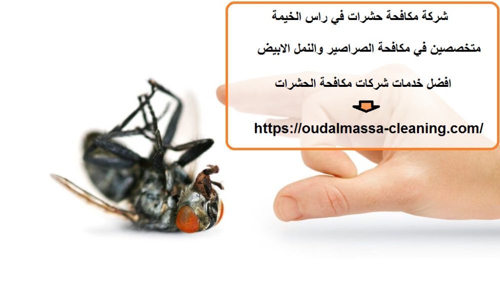 شركة مكافحة حشرات في راس الخيمة