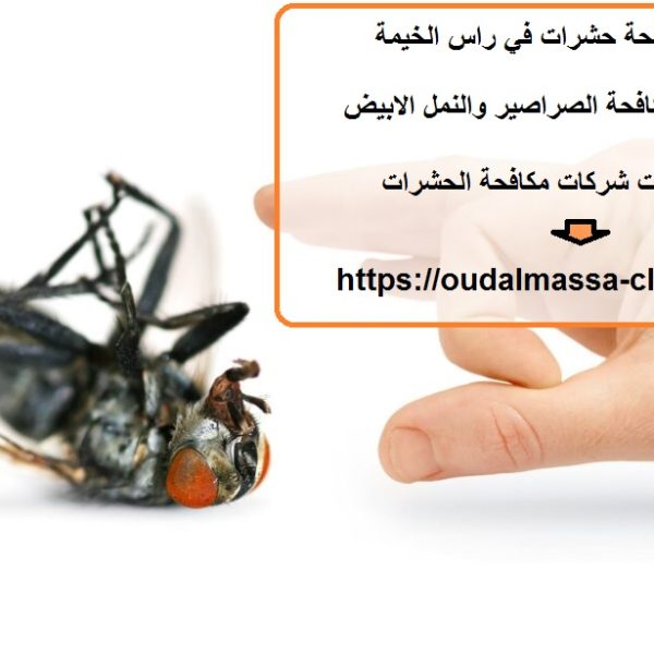شركة مكافحة حشرات في راس الخيمة