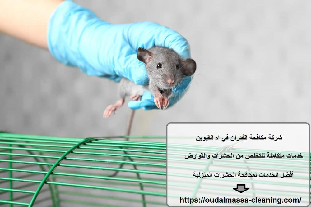 شركة مكافحة الفئران في ام القيوين