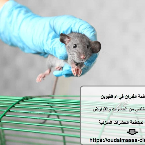 شركة مكافحة الفئران في ام القيوين