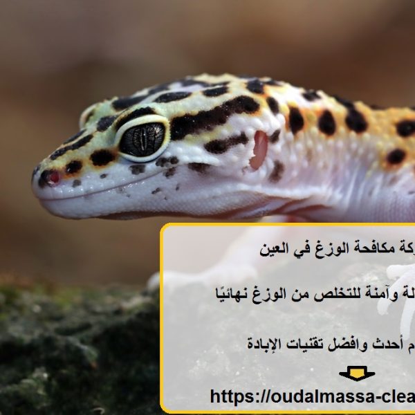 شركة مكافحة الوزغ في العين