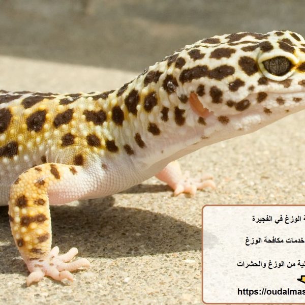 شركة مكافحة الوزغ في الفجيرة