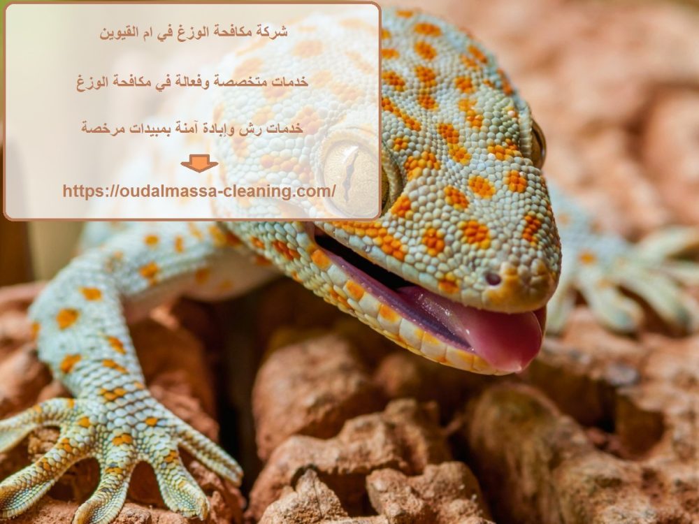 شركة مكافحة الوزغ في ام القيوين