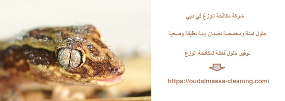 شركة مكافحة الوزغ في دبي