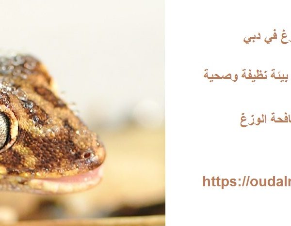 شركة مكافحة الوزغ في دبي