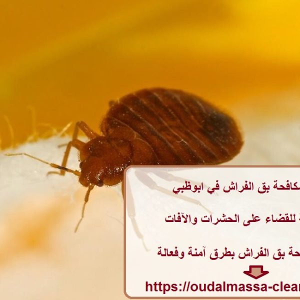 شركة مكافحة بق الفراش في ابوظبي