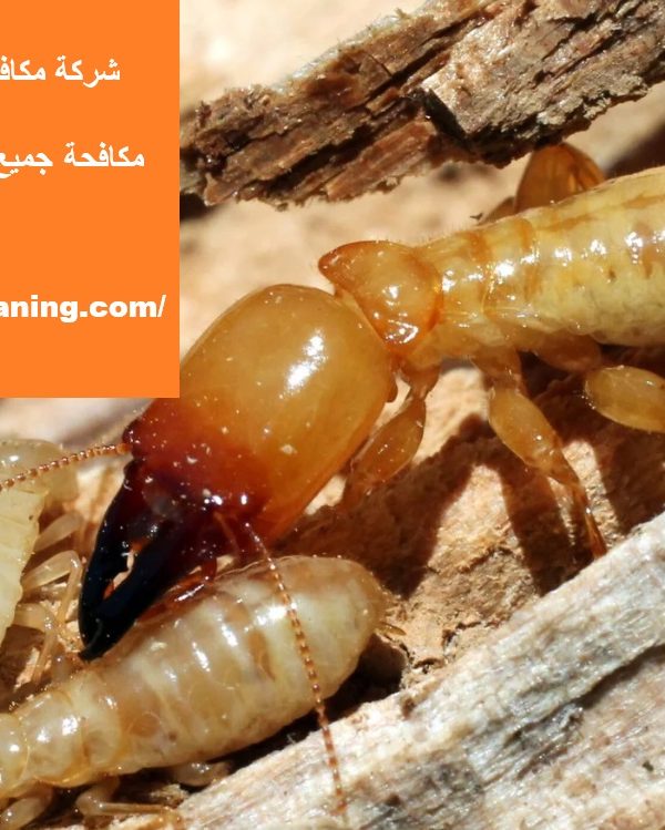 termite control services in Khorfakkan