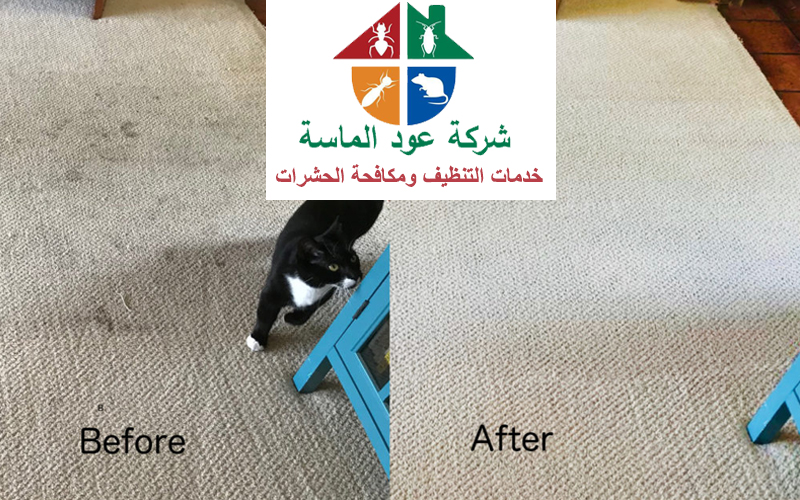 a professional carpet cleaning company in Sharjah
